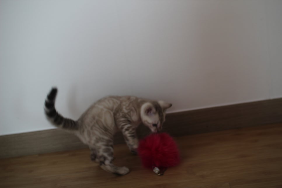 스노우뱅갈고양이 킹군이 숨바꼭질 놀이중 관련 이미지 12