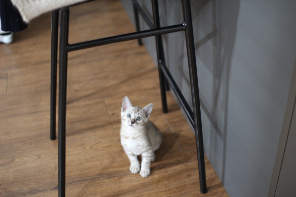 실밍크뱅갈고양이 남아 분양해요~~ 관련 이미지 2