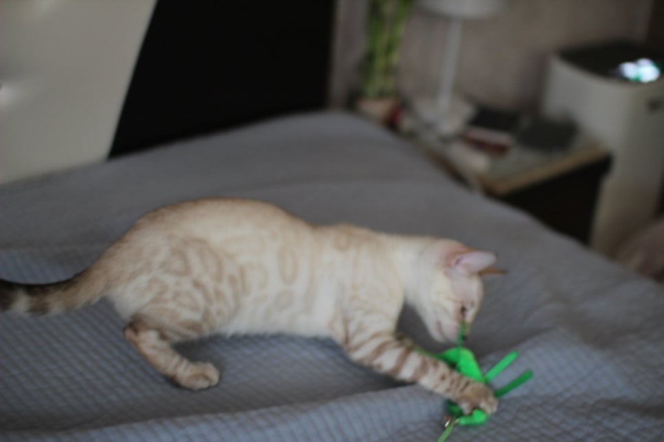 말괄량이 우량아 스노우뱅갈고양이 여아예요~ 관련 이미지 5