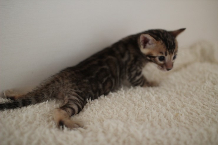 뱅갈고양이 꼬맹이 남아 ~~ 관련 이미지 9