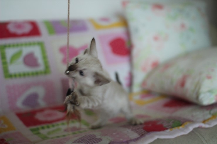 뱅갈고양이 분양 진정한 개냥이란? 관련 이미지 4