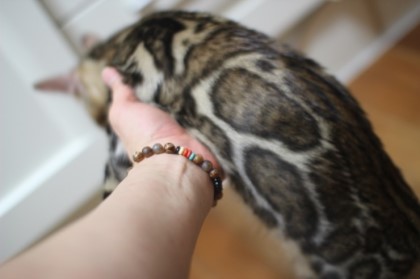 소유뱅갈캐터리에 방문해 주시는 분들 즐겁고 풍성한 한가위 되세요~^^ 관련 이미지 5