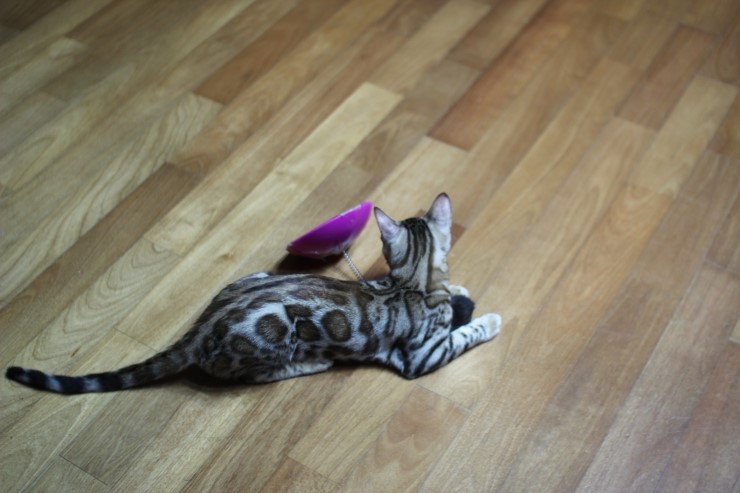 뱅갈고양이 도넛로젯 키퍼여아~ 관련 이미지 3