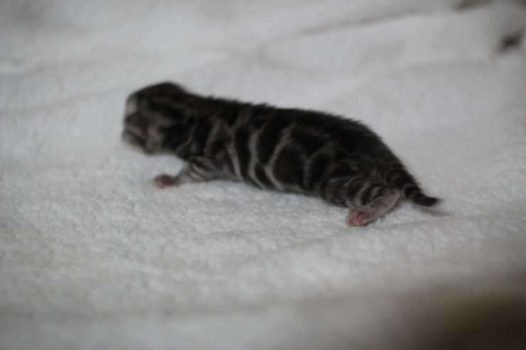 실버 뱅갈고양이 꼬물이 여아예요~ 관련 이미지 5