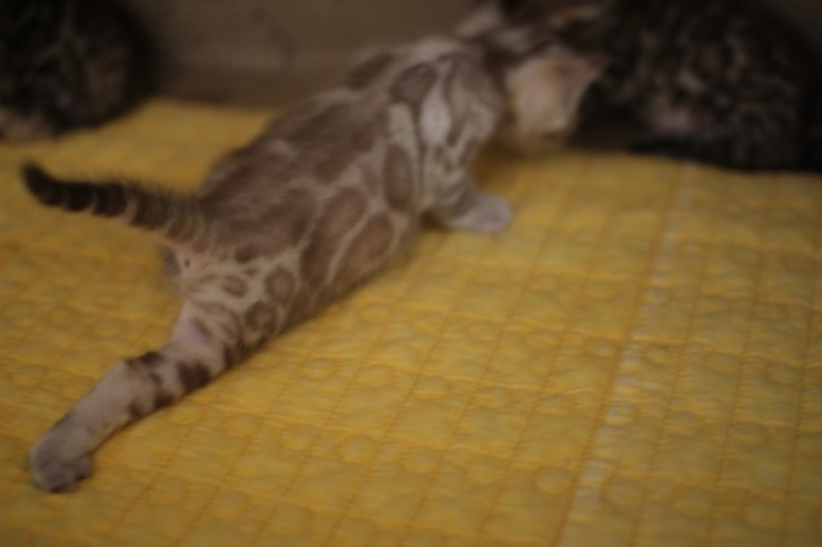 스노우 밍크 뱅갈고양이 남아예요. 관련 이미지 12