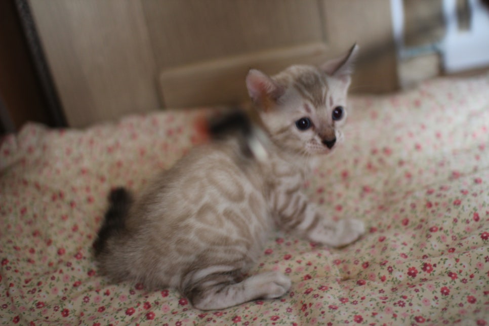 스노우뱅갈고양이 여아 분양해요~ 관련 이미지 1