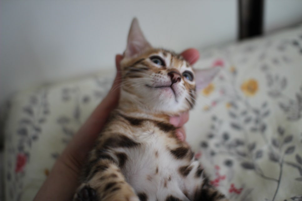 애교만점 개냥이 뱅갈고양이 남아 순둥군 분양해요~ 관련 이미지 10