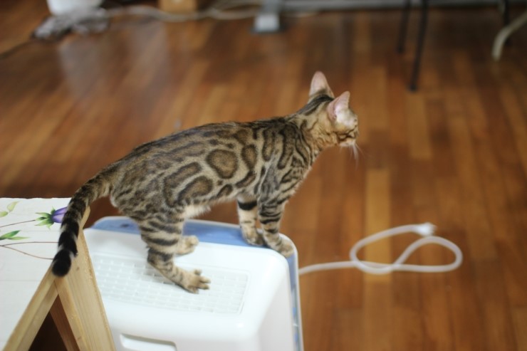 뱅갈고양이 태양이 분양 합니다~ 관련 이미지 5