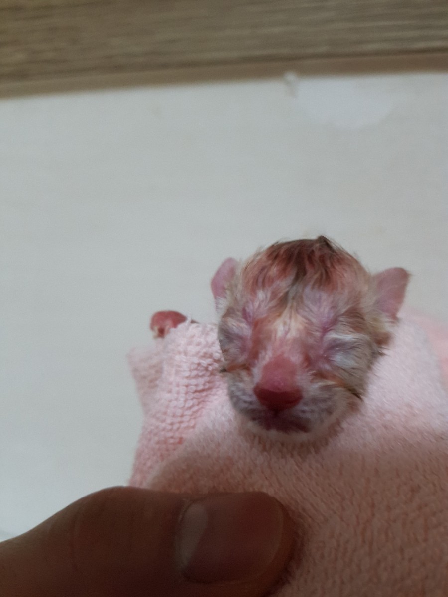 실밍크뱅갈고양이 꼬물이 태어났어요~ 관련 이미지 3