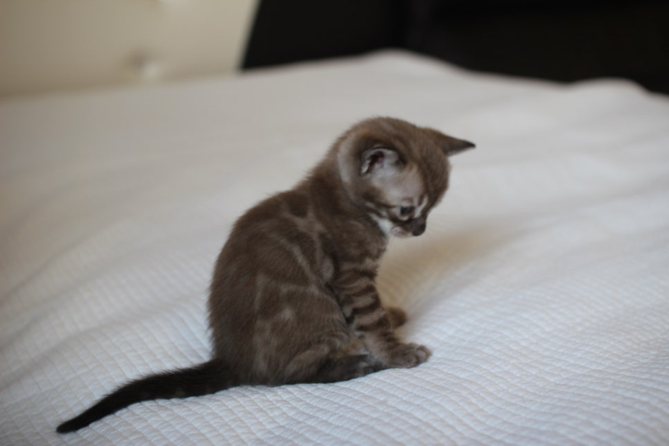 밍크차콜 뱅갈고양이 남아 예약 분양 합니다~ 관련 이미지 10