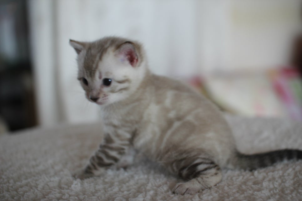 스노우 뱅갈고양이 꼬맹이 너무 이뻐요^^ 관련 이미지 14