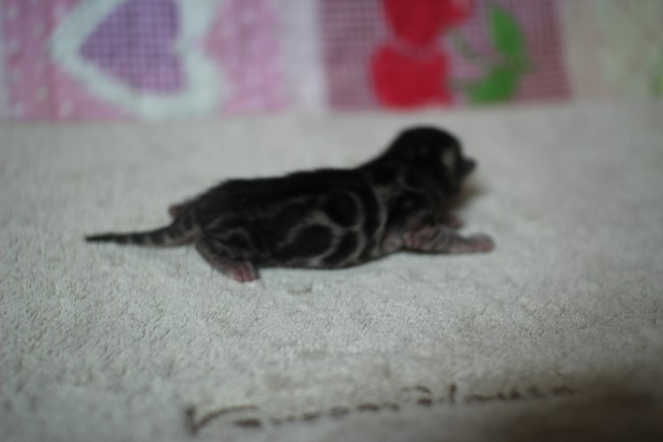 실버뱅갈고양이 꼬물이 태어났어요 관련 이미지 3