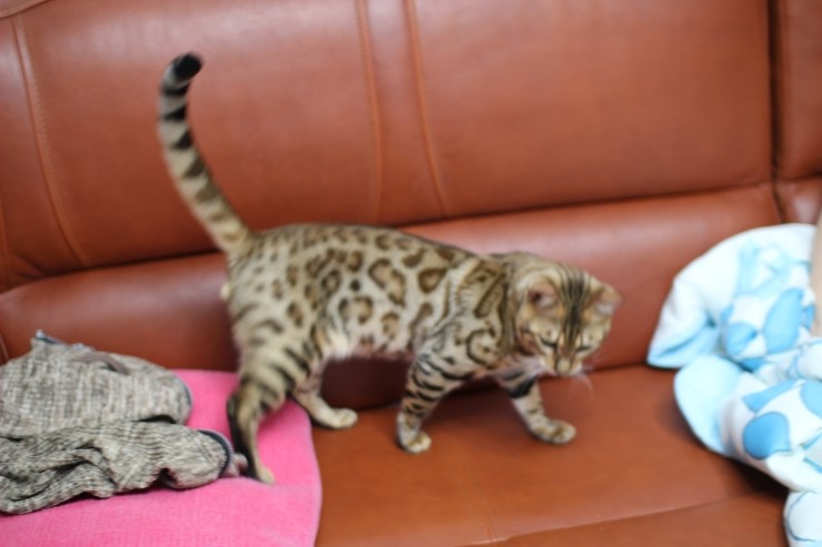 아빠가 될 레이.. 관련 이미지 6