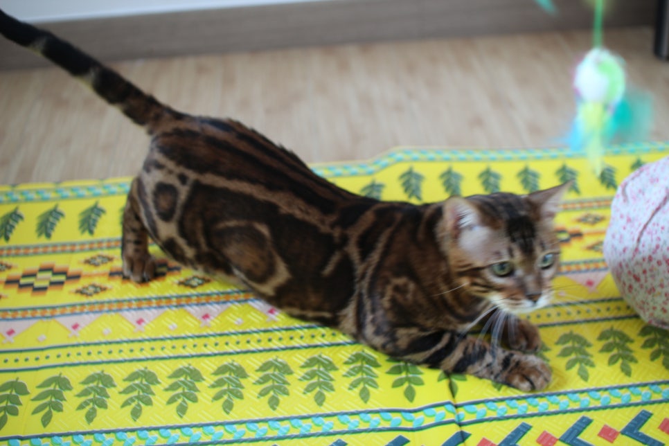 스파블 뱅갈고양이 블랙홀 새집에서 한컷 관련 이미지 10