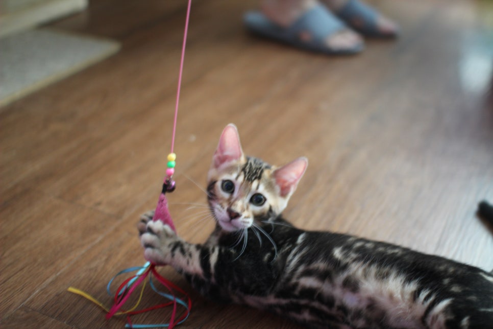 완전 개냥이 덩치 좋은 마블 뱅갈고양이 남아 분양합니다~ 관련 이미지 2