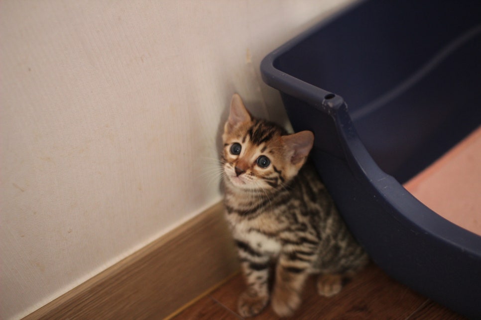 브라운 뱅갈고양이 분양중인 아이들 오늘 모습 입니다~ 관련 이미지 19