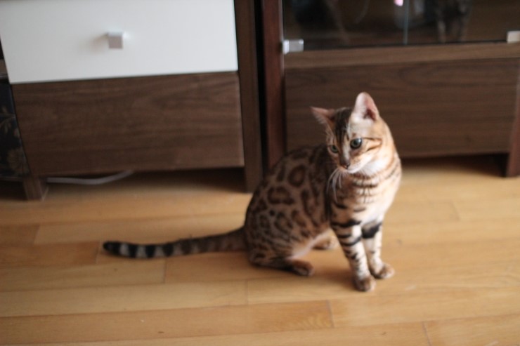 우리집 미남 레이~ 관련 이미지 1