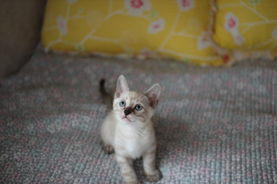 스노우뱅갈고양이 강아지 같은 남아 분양해요~ 관련 이미지 5