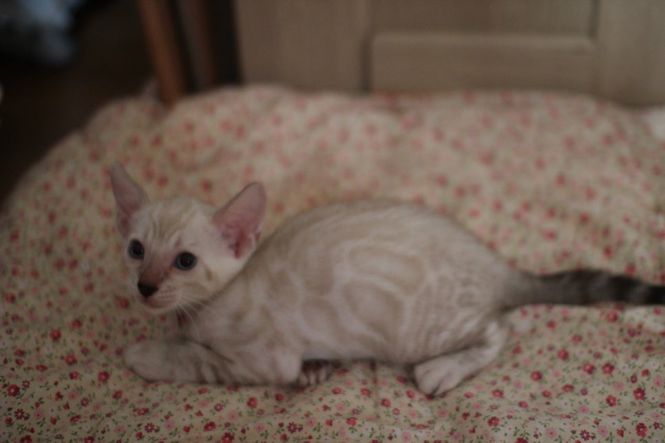 스노우뱅갈고양이 남아 분양해요~ 관련 이미지 2