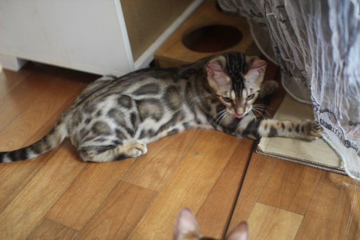 요 녀석 여기 숨어 있었구나~ 관련 이미지 8