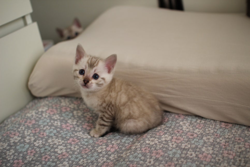 스노우뱅갈고양이 여아 분양해요~ 관련 이미지 18