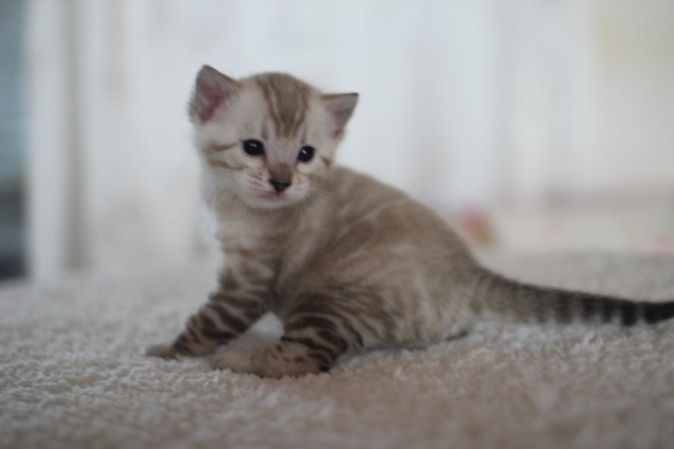 스노우 뱅갈고양이 꼬맹이 너무 이뻐요^^ 관련 이미지 8