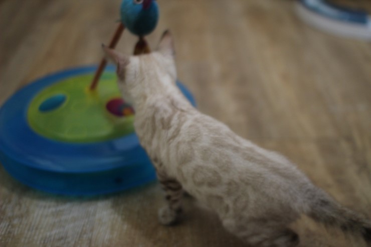 스노우 뱅갈고양이가 저희집 새식구가 됬어요... 관련 이미지 4