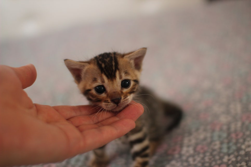 브라운 남아,여아 분양합니다~ 관련 이미지 13