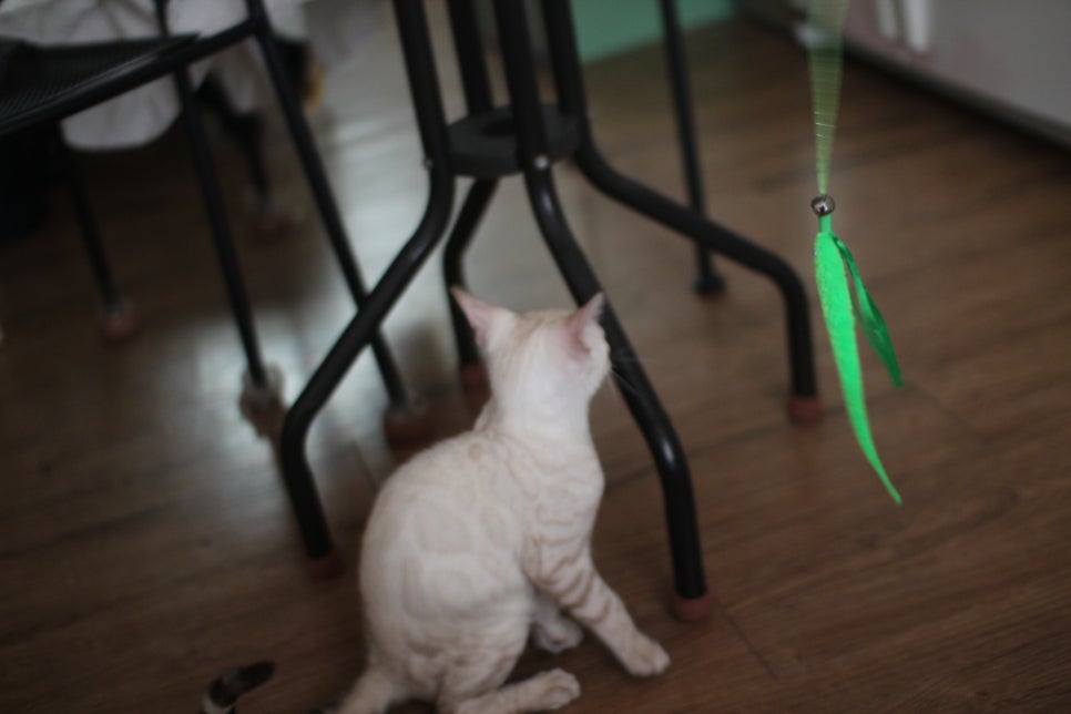 스노우뱅갈고양이 덩치 큰 남아에요~ 관련 이미지 14