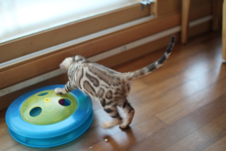 뱅갈고양이 남아 레모나 분양해요 ~ ^^ 관련 이미지 9