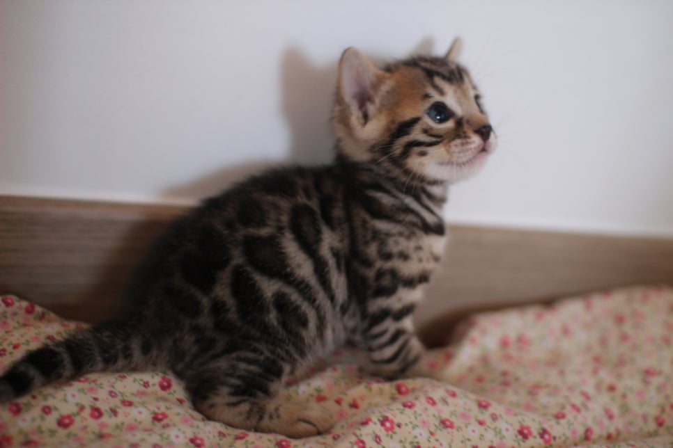 뱅갈고양이 꼬맹이들 나왔어요~ 관련 이미지 7