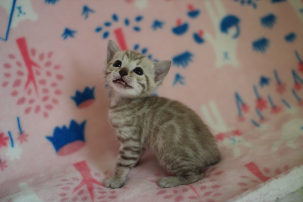 스노우뱅갈고양이 분양은 소유가 최고지! 관련 이미지 16