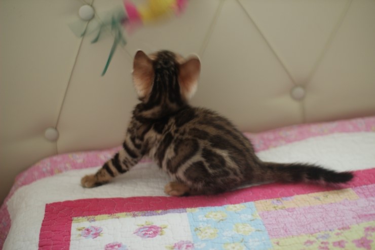 빅로젯 뱅갈고양이 남아2도 많이 컸어요~ 관련 이미지 1