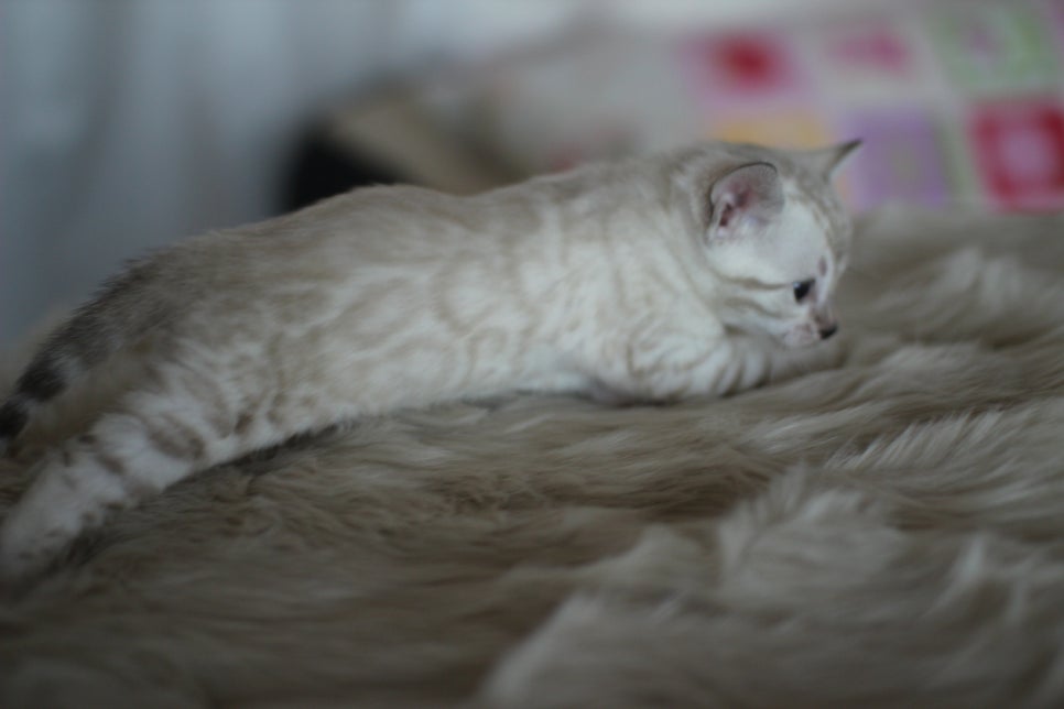 뱅갈고양이분양 멋진 빅로젯 아이들~ 관련 이미지 6