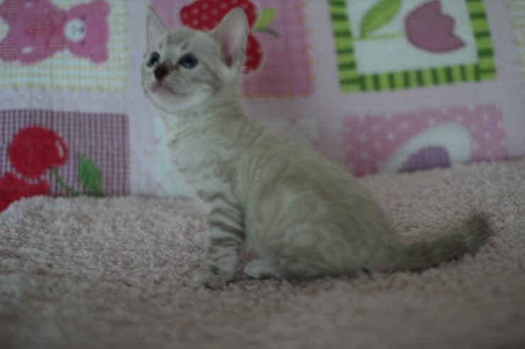 스노우뱅갈고양이 앙증,깜찍 귀요미에요 ㅎㅎ 관련 이미지 11