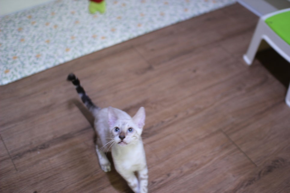 뱅갈고양이분양 요청 사진 입니다~ 관련 이미지 4