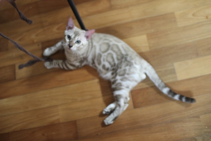 실밍크 뱅갈고양이 킹 입니다~~ 관련 이미지 1