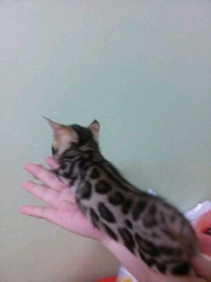 뱅갈 막둥이.. 관련 이미지 4