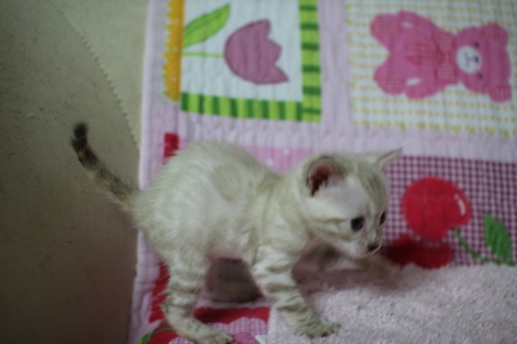 스노우뱅갈고양이 꼬맹이 여아 관련 이미지 4