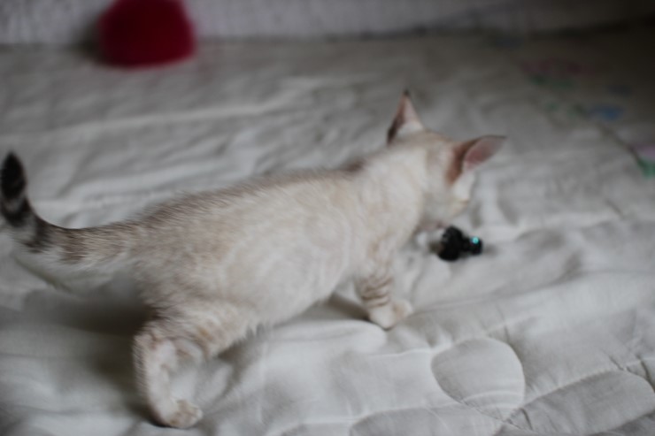 실링스 뱅갈고양이 키퍼 여아 입니다^^ 관련 이미지 11