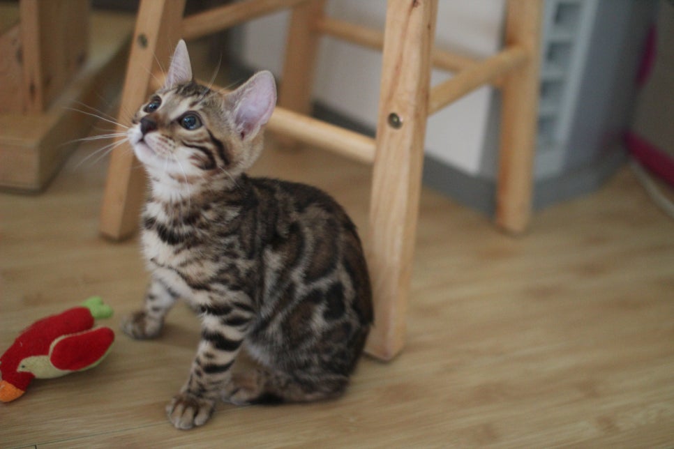 뱅갈고양이 이런 개냥이는 없다~ 관련 이미지 6