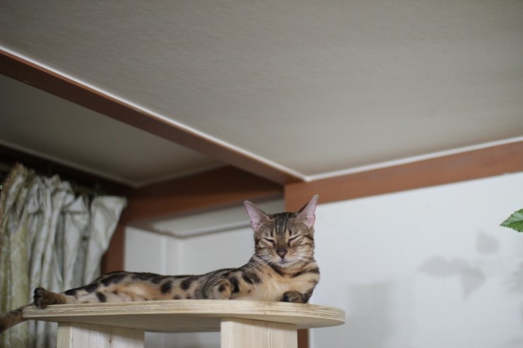 뱅갈고양이,뱅갈고양이 분양,멋지게 성장중인 숙자^^ 관련 이미지 7