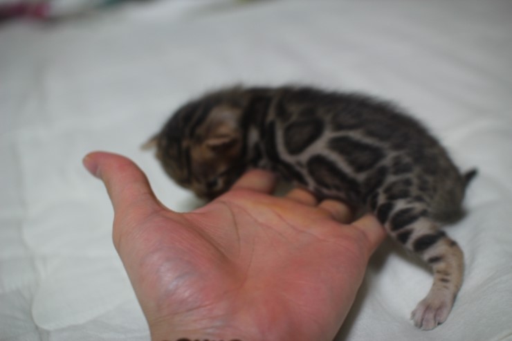 뱅갈고양이 예약된 여아들 입니다. 관련 이미지 6