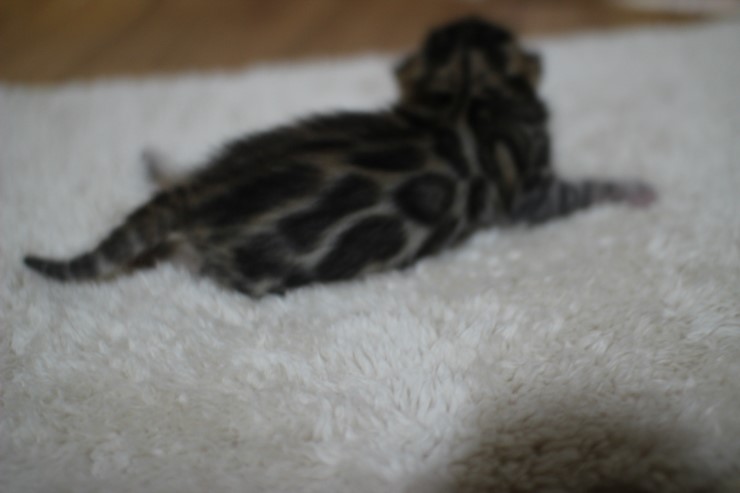 브라운 뱅갈고양이 여아 두아이예요~ 관련 이미지 2