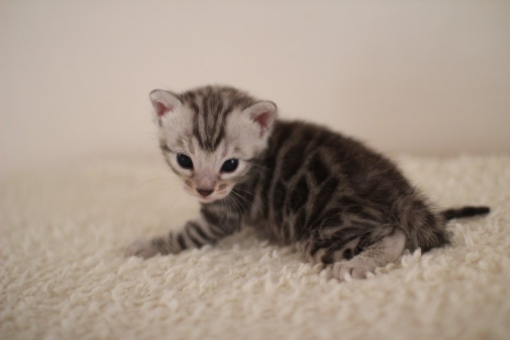 클라우드 로젯 실버 뱅갈고양이 남아예요~ 관련 이미지 8