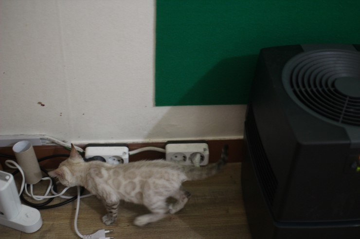 스노우 뱅갈고양이가 저희집 새식구가 됬어요... 관련 이미지 5