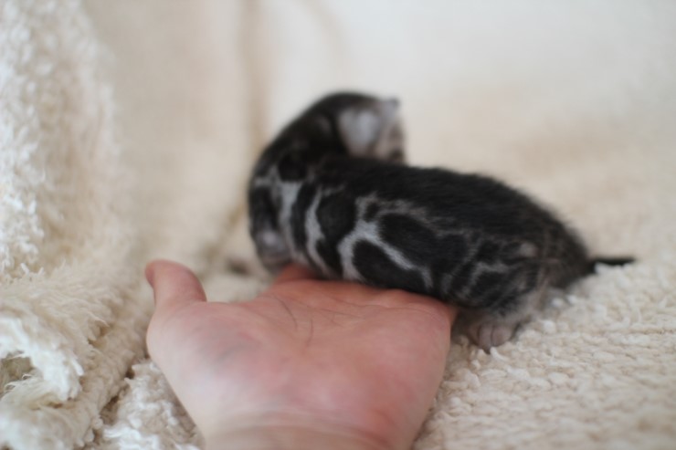 실버뱅갈고양이 클라우드 로젯 여아예요 관련 이미지 4