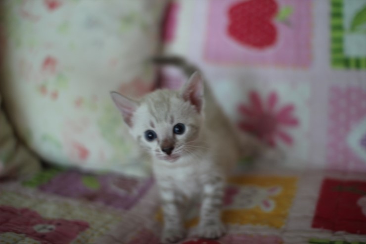 스노우뱅갈고양이 빅로젯 꼬맹이 많이 컸어요 관련 이미지 1