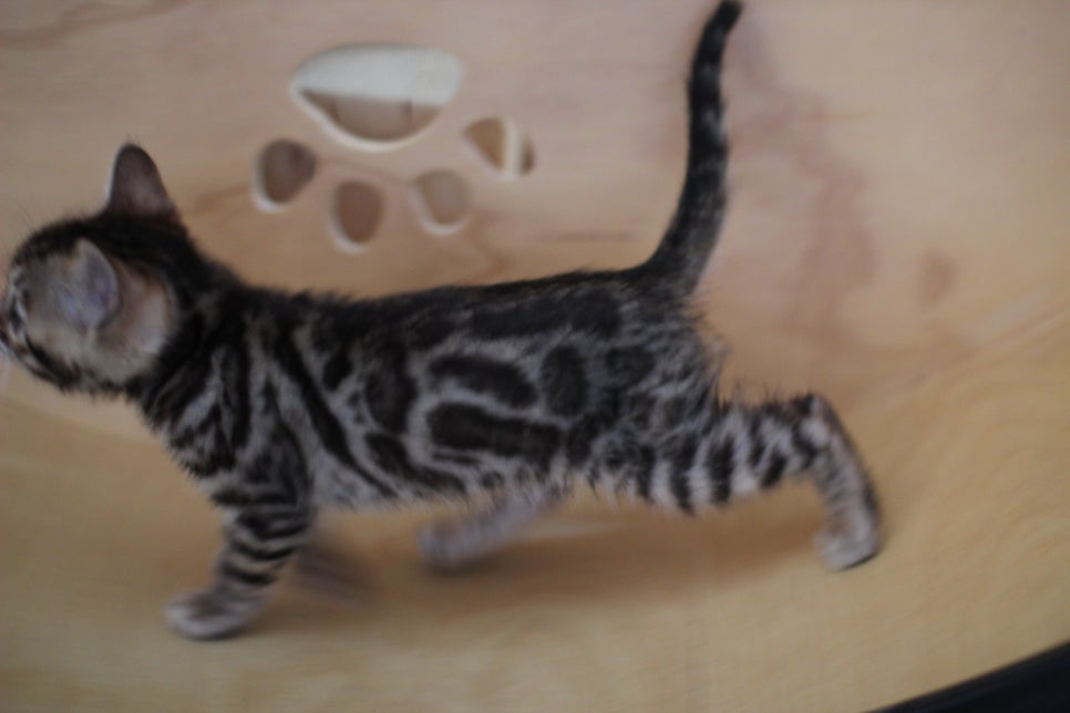 뱅갈고양이분양 환경좋은 홈캐터리에서 받으세요^^ 관련 이미지 7