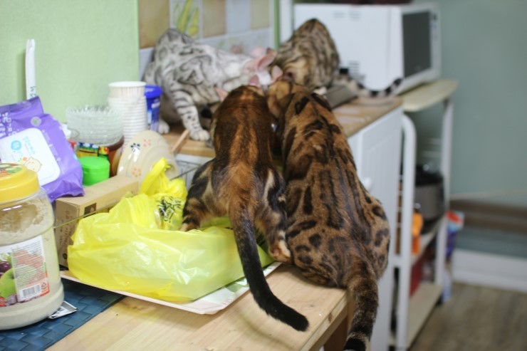 뱅갈고양이,스노우뱅갈고양이,  저희집 어린녀석들 오늘도 신나게 놀고 있어요^^......... 관련 이미지 4